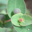 Image of Euphorbia macrophylla Pax