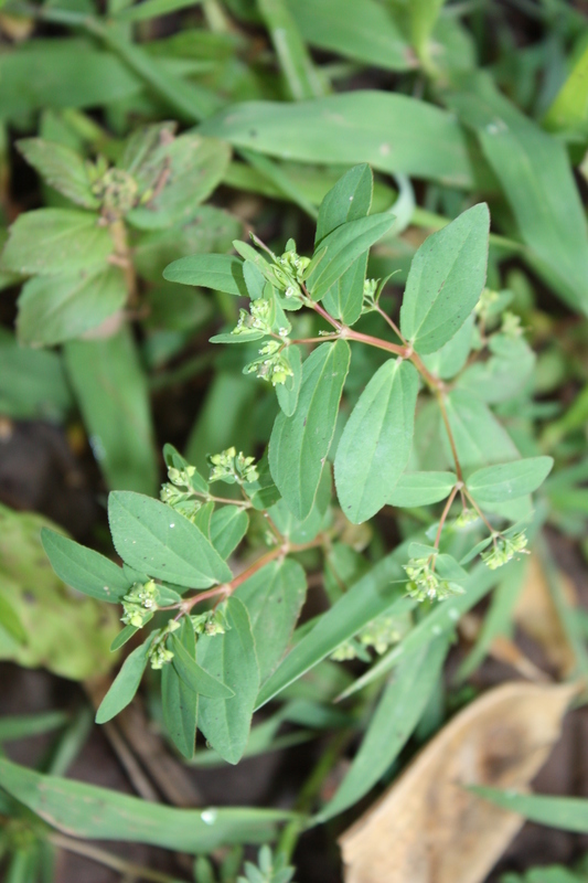 Слика од Euphorbia hypericifolia L.