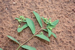 Слика од Euphorbia hypericifolia L.