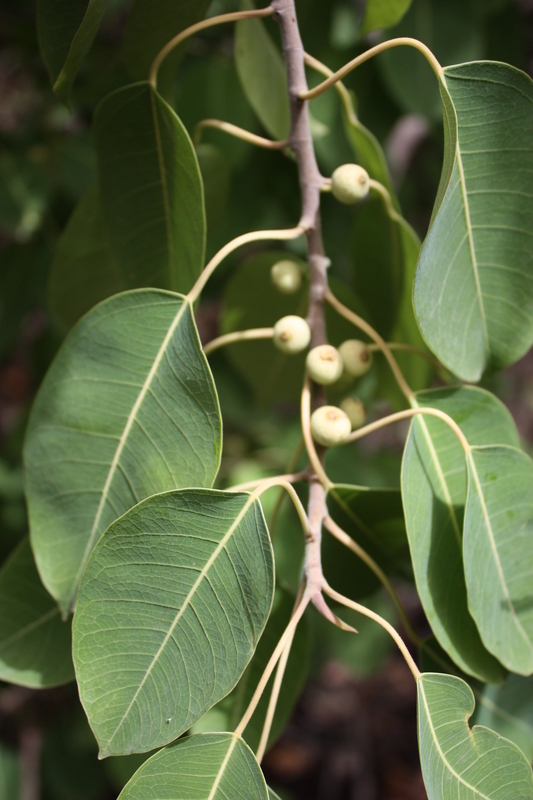 Image of Ficus cordata Thunb.