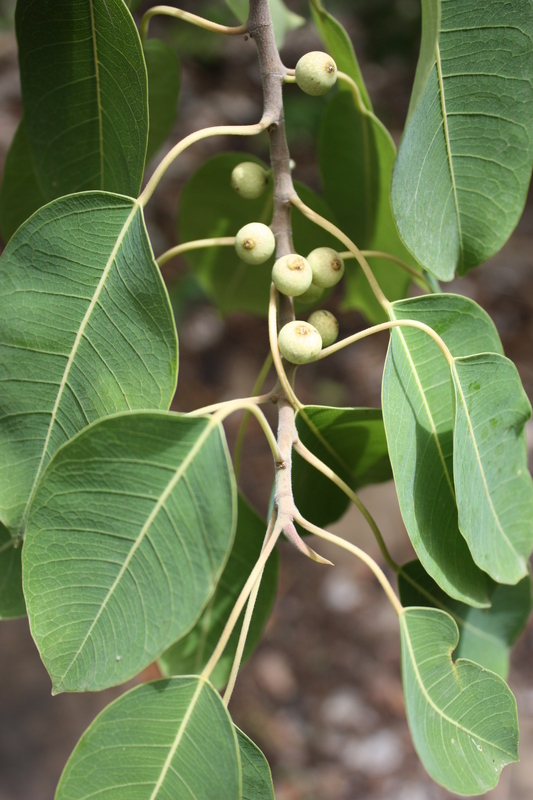 Image of Ficus cordata Thunb.