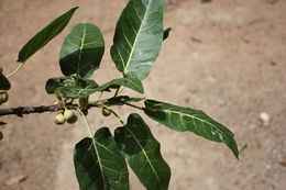 Слика од Ficus ingens (Miq.) Miq.