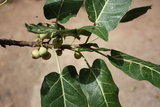 Imagem de Ficus ingens (Miq.) Miq.