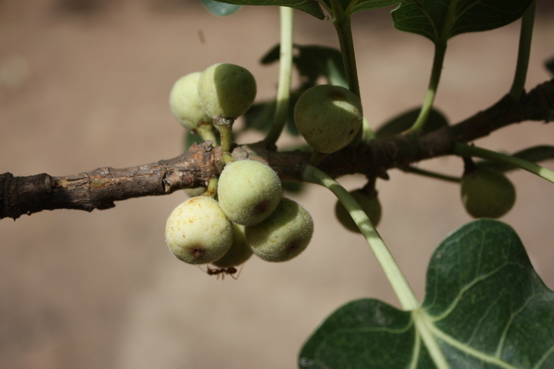 Слика од Ficus ingens (Miq.) Miq.