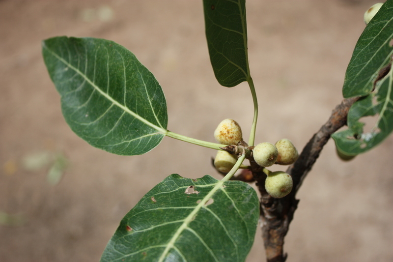 Слика од Ficus ingens (Miq.) Miq.