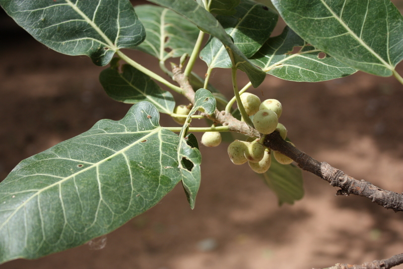 Слика од Ficus ingens (Miq.) Miq.