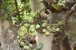 Image of Broom-cluster fig