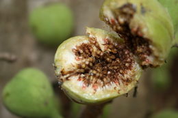 Image de Ficus sur Forssk.