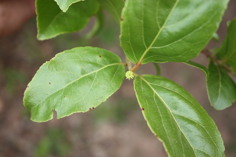 Image of governor's plum