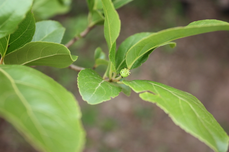 Sivun Flacourtia indica (Burm. fil.) Merr. kuva