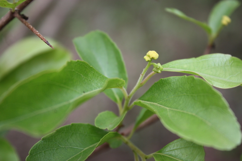 Sivun Flacourtia indica (Burm. fil.) Merr. kuva