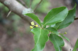 Sivun Flacourtia indica (Burm. fil.) Merr. kuva