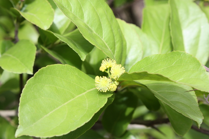 Sivun Flacourtia indica (Burm. fil.) Merr. kuva