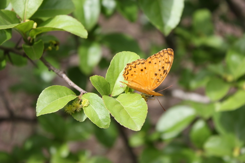 Sivun Flacourtia indica (Burm. fil.) Merr. kuva