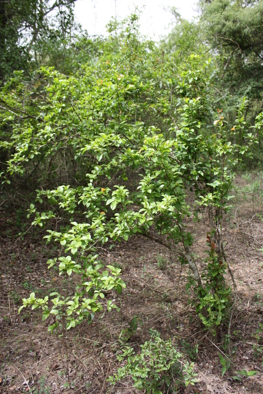 Sivun Flacourtia indica (Burm. fil.) Merr. kuva