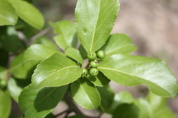 Sivun Flacourtia indica (Burm. fil.) Merr. kuva