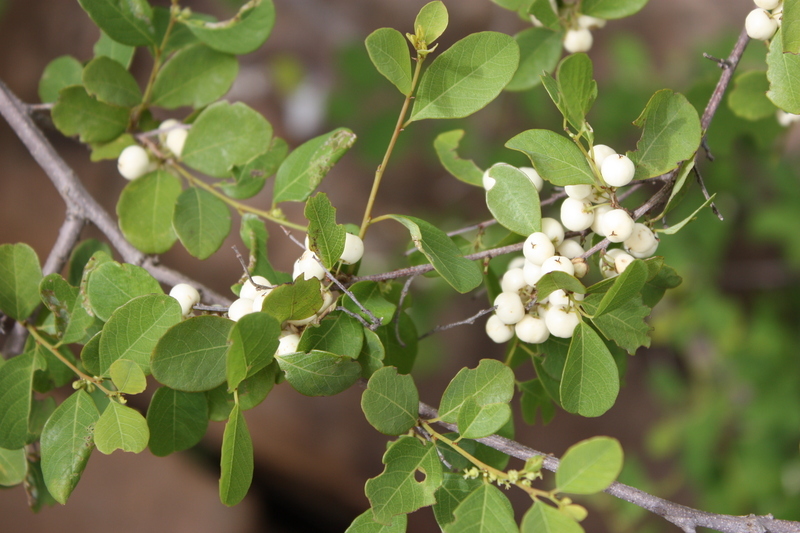 Image of White berry bush