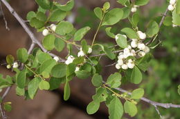 Image of White berry bush