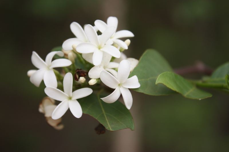 Image of false rubber tree