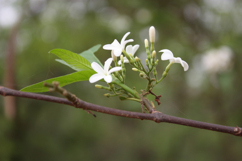 Image of false rubber tree