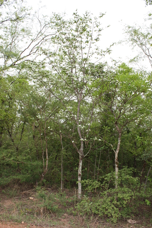 Image of false rubber tree