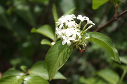 Image of false rubber tree