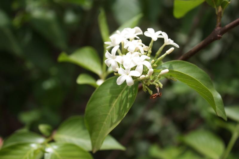 Image of false rubber tree