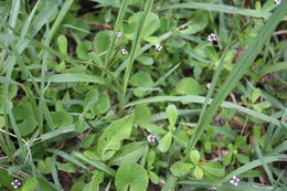 Plancia ëd Phyla nodiflora (L.) Greene