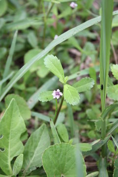 Phyla nodiflora (L.) Greene resmi