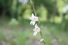 Gladiolus unguiculatus Baker的圖片