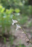 Gladiolus unguiculatus Baker的圖片