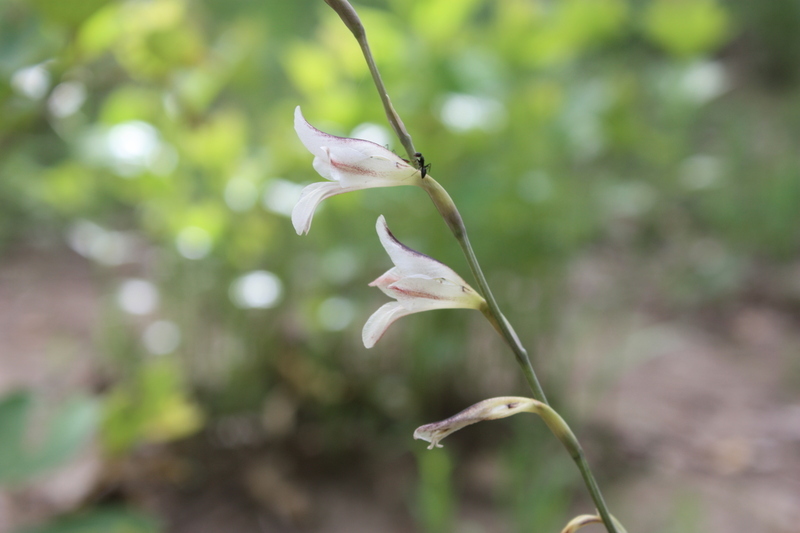 Gladiolus unguiculatus Baker的圖片