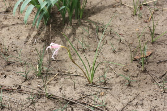 Image of Crinum nubicum L. S. Hannibal