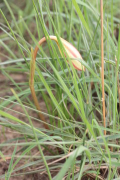 Image of Crinum nubicum L. S. Hannibal