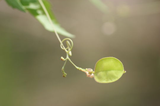 Image of balloon vine