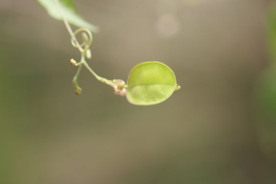 Image of balloon vine