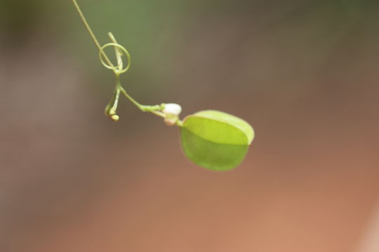 Image of balloon vine