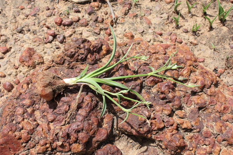 Image of Cyanotis angusta C. B. Clarke