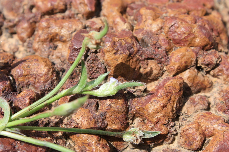 Image of Cyanotis angusta C. B. Clarke