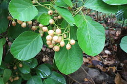 Image of Assyrian plum