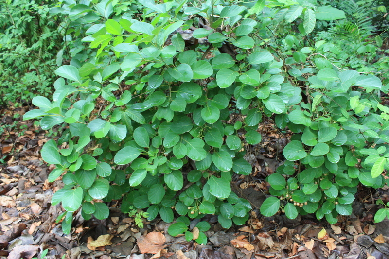 Image of Assyrian plum