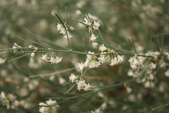 Image of African asparagus