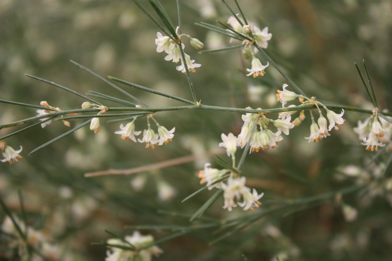 Image of African asparagus