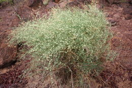 Image of African asparagus