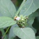 Image of Phaulopsis ciliata (Willd.) Hepper