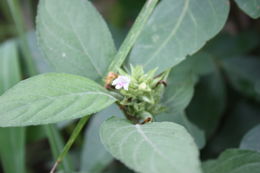 Image de Phaulopsis ciliata (Willd.) Hepper