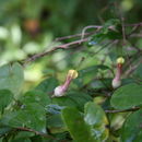 Image of Ceropegia rhynchantha Schltr.