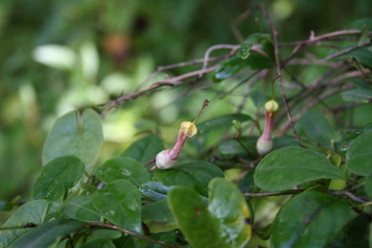 Image of Ceropegia rhynchantha Schltr.