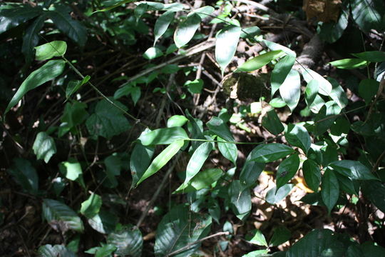 Olyra latifolia L.的圖片