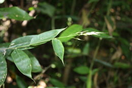 Olyra latifolia L. resmi